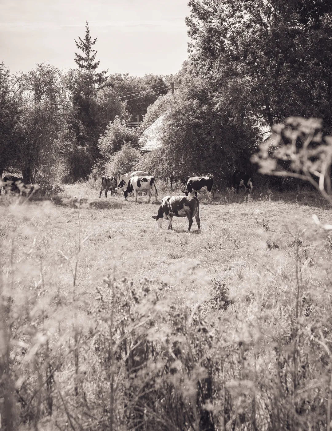 Le troupeau de la Ferme de Ferrand au pâturage sur les terres de Mons