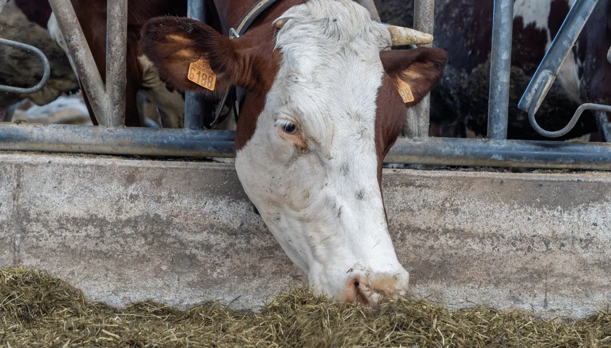 Vache Montbéliarde