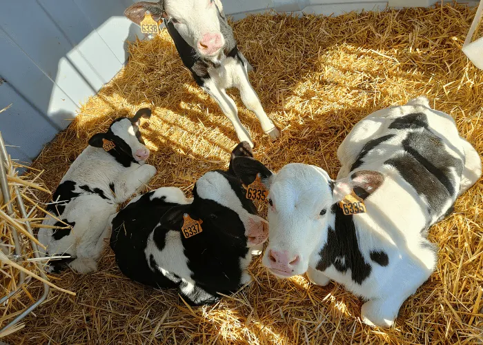 Les veaux de la ferme